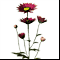 f_chrysanthemum.gif