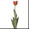 f_tulip.gif