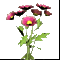 chrysanthemum7.gif